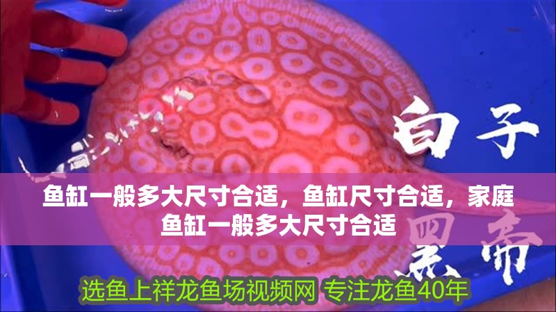 魚缸一般多大尺寸合適，魚缸尺寸合適，家庭魚缸一般多大尺寸合適