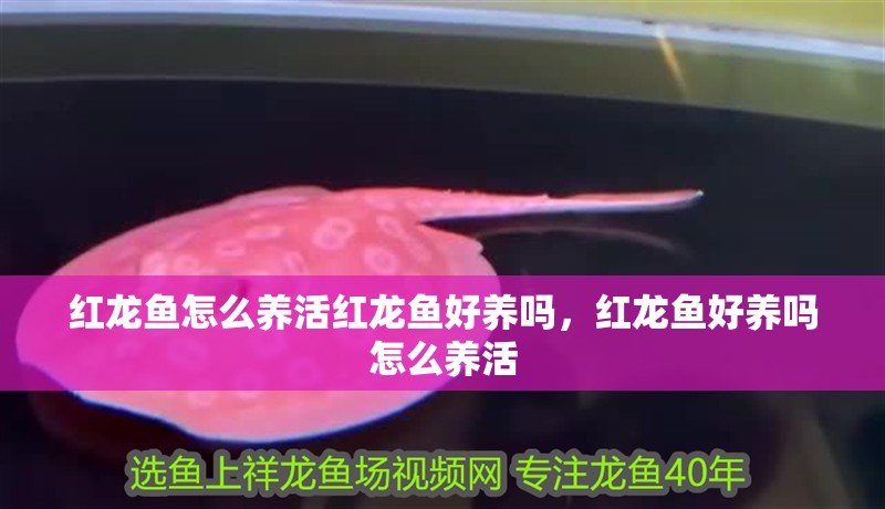 紅龍魚(yú)怎么養(yǎng)活紅龍魚(yú)好養(yǎng)嗎，紅龍魚(yú)好養(yǎng)嗎怎么養(yǎng)活