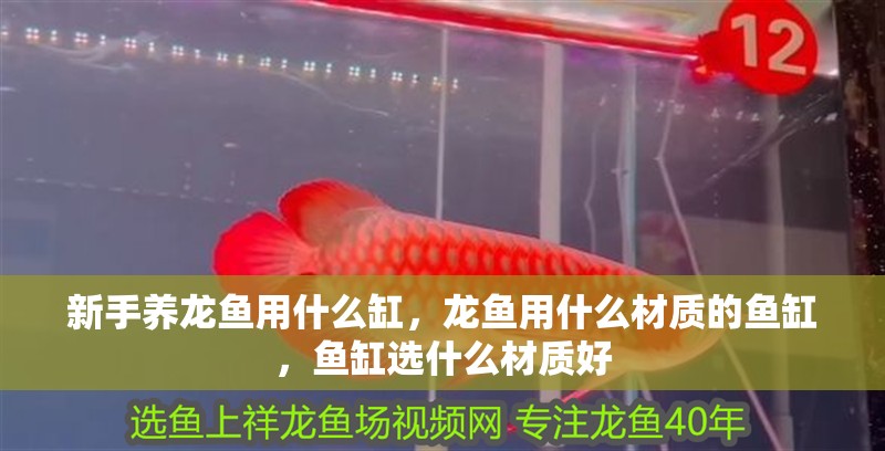 新手養龍魚用什么缸，龍魚用什么材質的魚缸，魚缸選什么材質好