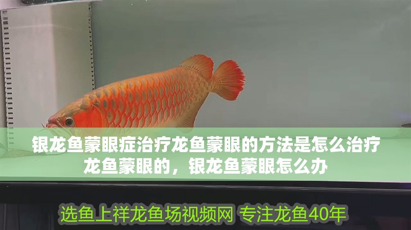 銀龍魚蒙眼癥治療龍魚蒙眼的方法是怎么治療龍魚蒙眼的，銀龍魚蒙眼怎么辦