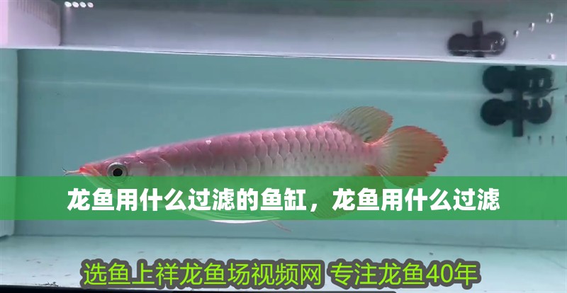 龍魚用什么過濾的魚缸，龍魚用什么過濾