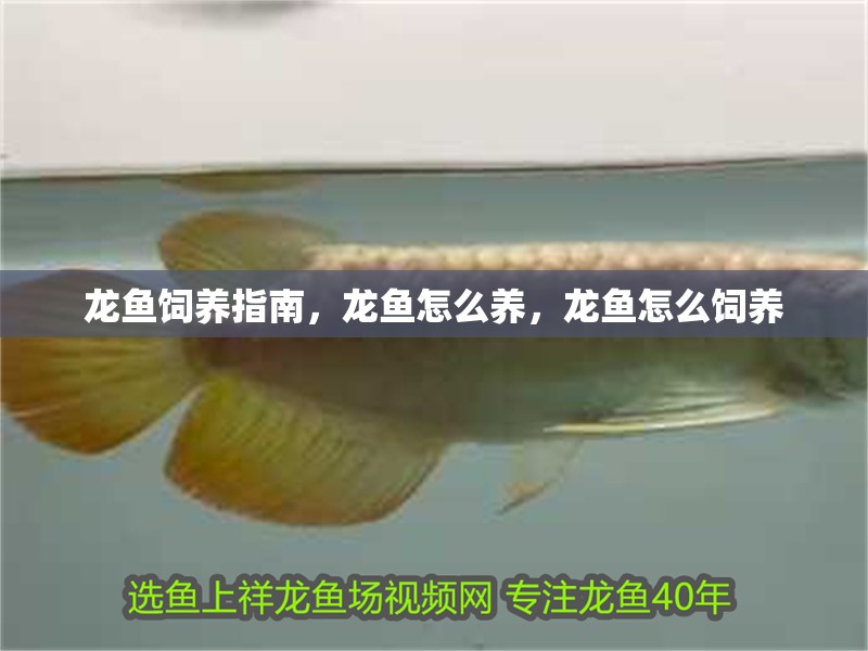 龍魚飼養指南，龍魚怎么養，龍魚怎么飼養