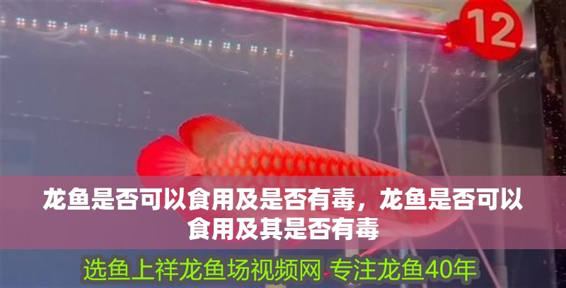 龍魚是否可以食用及是否有毒，龍魚是否可以食用及其是否有毒
