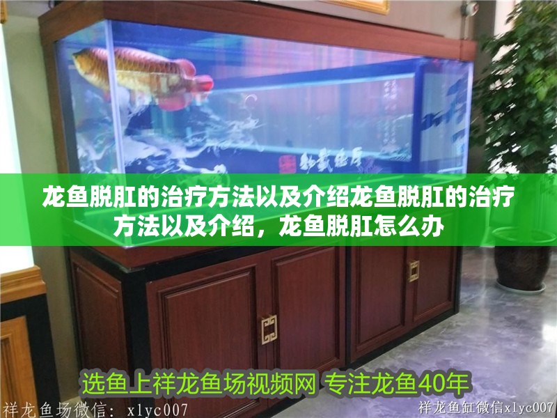 龍魚脫肛的治療方法以及介紹龍魚脫肛的治療方法以及介紹，龍魚脫肛怎么辦