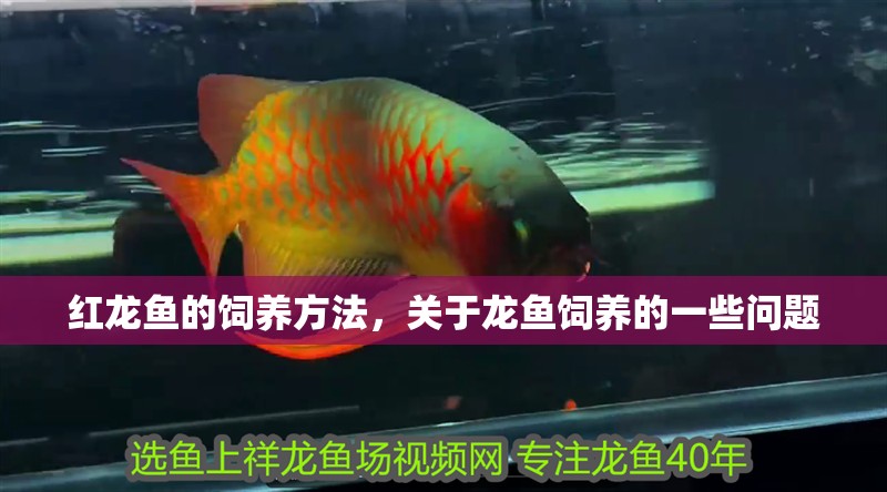 紅龍魚的飼養(yǎng)方法，關(guān)于龍魚飼養(yǎng)的一些問題