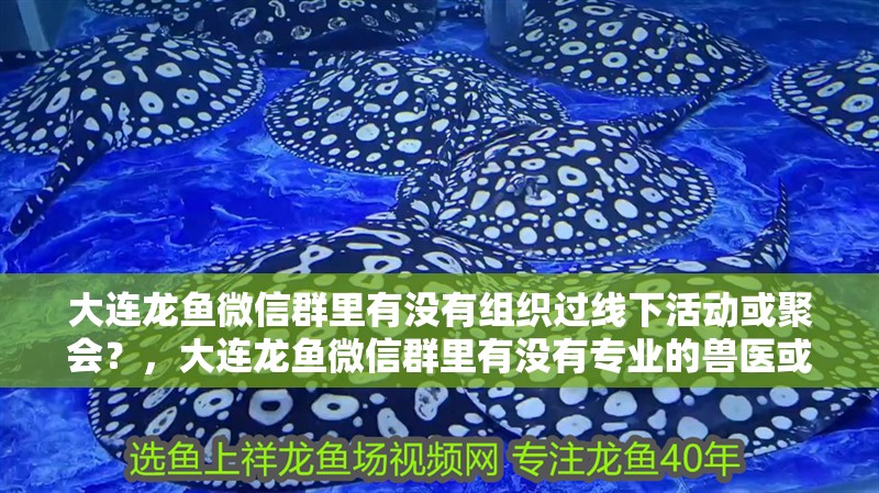 大連龍魚微信群里有沒有組織過線下活動或聚會？，大連龍魚微信群里有沒有專業的獸醫或養魚達人可以解答問題