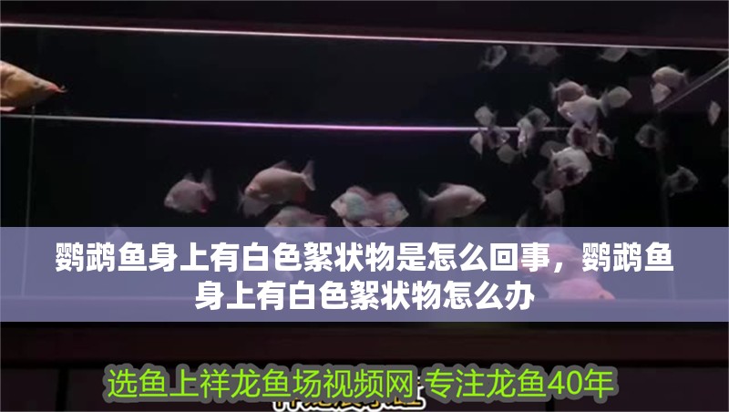 鸚鵡魚身上有白色絮狀物是怎么回事，鸚鵡魚身上有白色絮狀物怎么辦