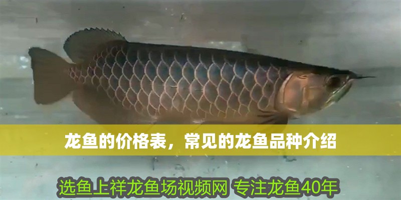 龍魚的價格表，常見的龍魚品種介紹