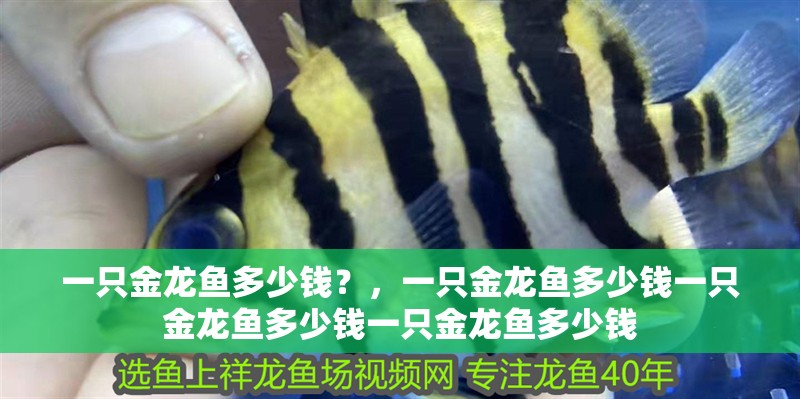 一只金龍魚多少錢？，一只金龍魚多少錢一只金龍魚多少錢一只金龍魚多少錢