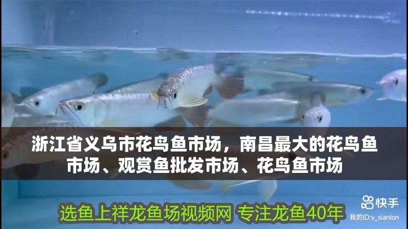 浙江省義烏市花鳥魚市場，<strong><mark>南昌</mark></strong>最大的花鳥魚市場、觀賞魚批發市場、花鳥魚市場