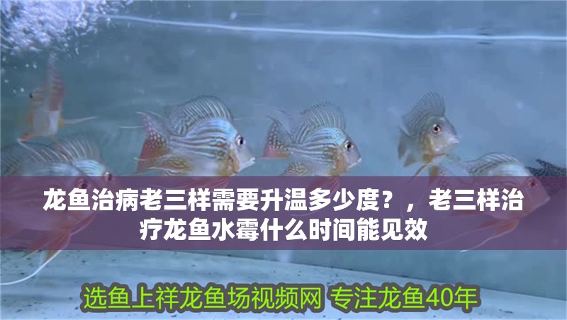 龍魚治病老三樣需要升溫多少度？，老三樣治療龍魚水霉什么時間能見效