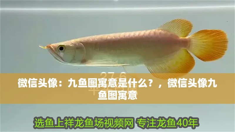 微信頭像：九魚圖寓意是什么？，微信頭像九魚圖寓意