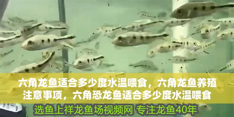 六角龍魚適合多少度水溫喂食，六角龍魚養殖注意事項，六角恐龍魚適合多少度水溫喂食