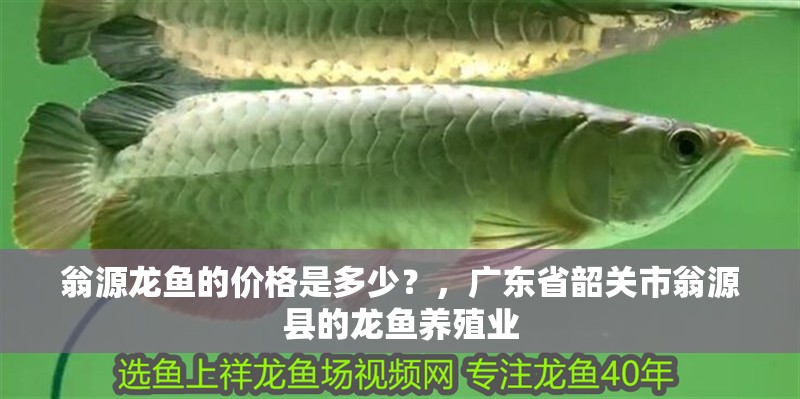 翁源龍魚的價格是多少？，廣東省韶關市翁源縣的龍魚養殖業