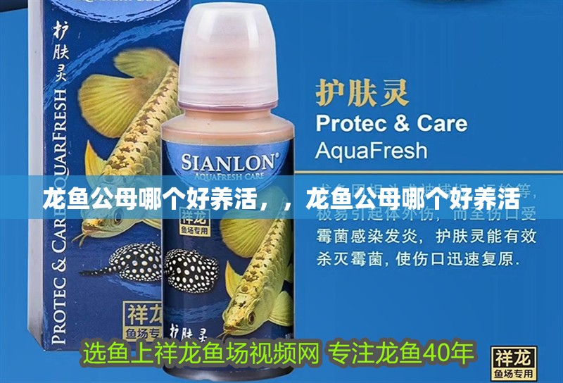 龍魚公母哪個好養活，，龍魚公母哪個好養活