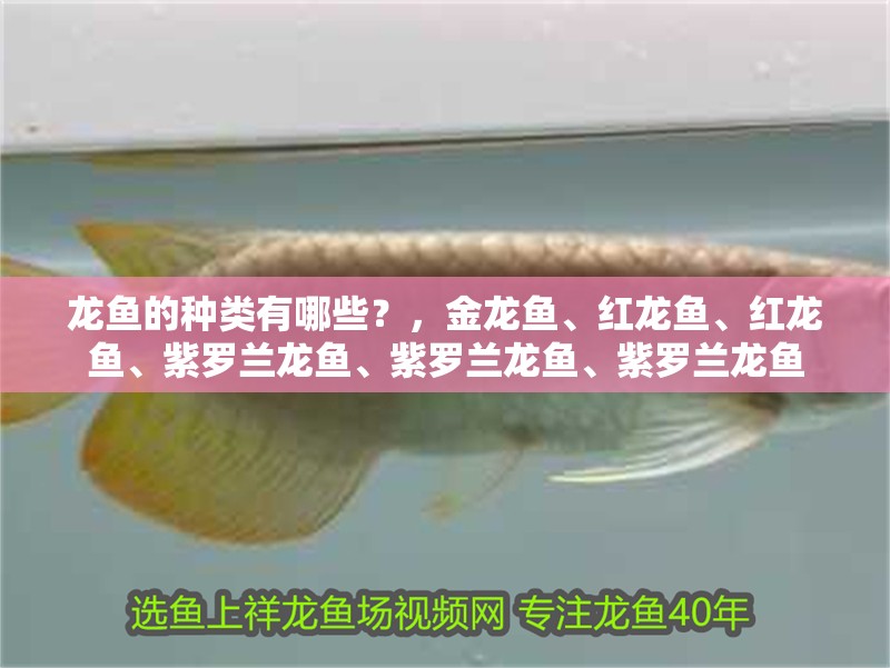 龍魚的種類有哪些？，金龍魚、紅龍魚、紅龍魚、紫羅蘭龍魚、紫羅蘭龍魚、紫羅蘭龍魚