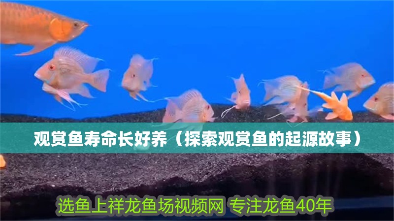觀賞魚壽命長好養（探索觀賞魚的起源故事）