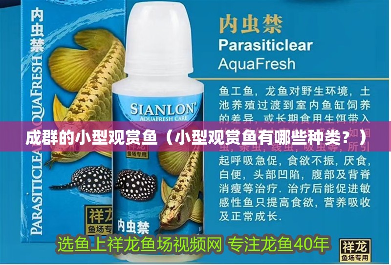 成群的小型觀賞魚（小型觀賞魚有哪些種類？）
