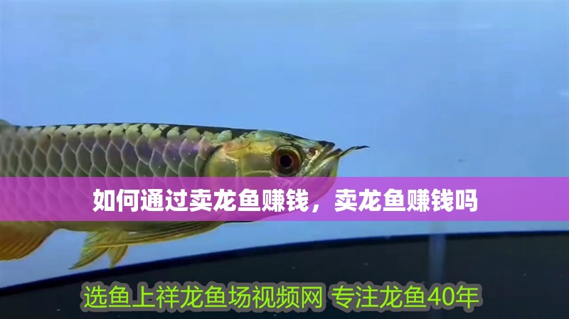 如何通過(guò)賣龍魚賺錢，賣龍魚賺錢嗎