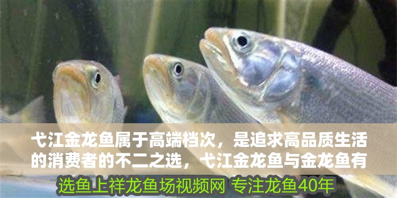 弋江金龍魚屬于高端檔次，是追求高品質(zhì)生活的消費(fèi)者的不二之選，弋江金龍魚與金龍魚有何區(qū)別弋江金龍魚品牌檔次詳解