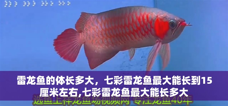 雷龍魚的體長多大，七彩雷龍魚最大能長到15厘米左右,七彩雷龍魚最大能長多大