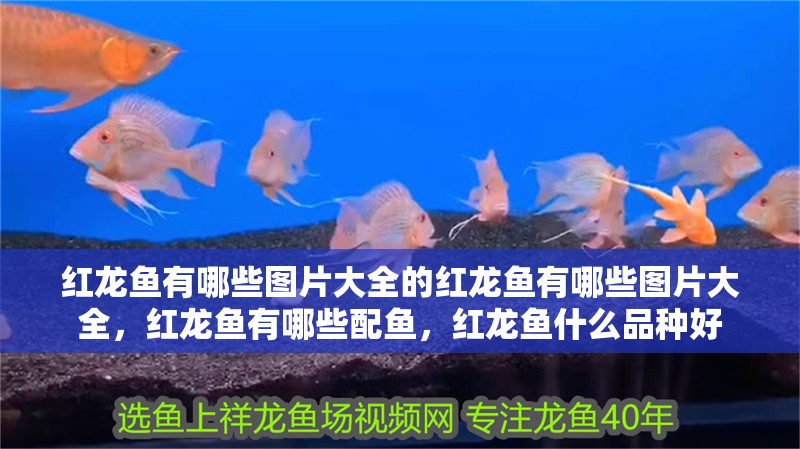 紅龍魚有哪些圖片大全的紅龍魚有哪些圖片大全，紅龍魚有哪些配魚，紅龍魚什么品種好