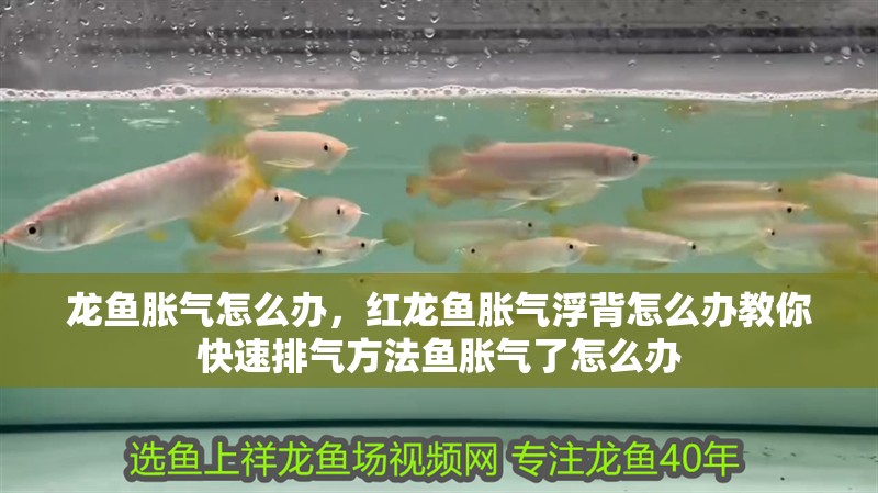 龍魚脹氣怎么辦，紅龍魚脹氣浮背怎么辦教你快速排氣方法魚脹氣了怎么辦