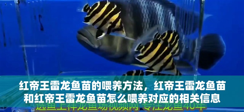 紅帝王雷龍魚(yú)苗的喂養(yǎng)方法，紅帝王雷龍魚(yú)苗和紅帝王雷龍魚(yú)苗怎么喂養(yǎng)對(duì)應(yīng)的相關(guān)信息