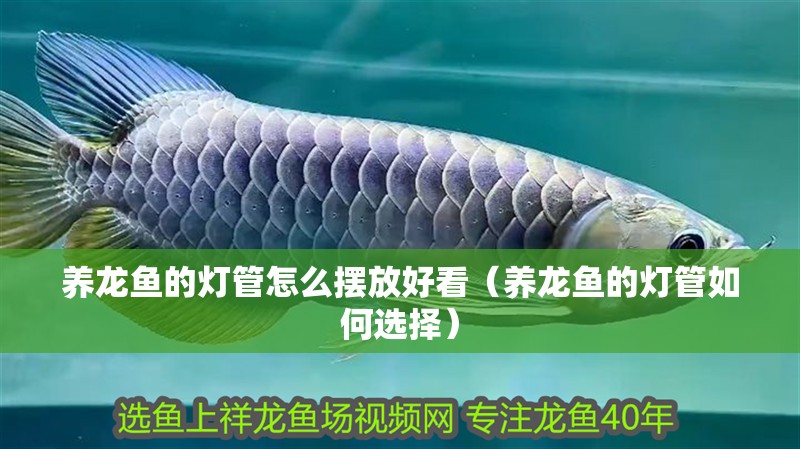 養(yǎng)龍魚的燈管怎么擺放好看（養(yǎng)龍魚的燈管如何選擇）