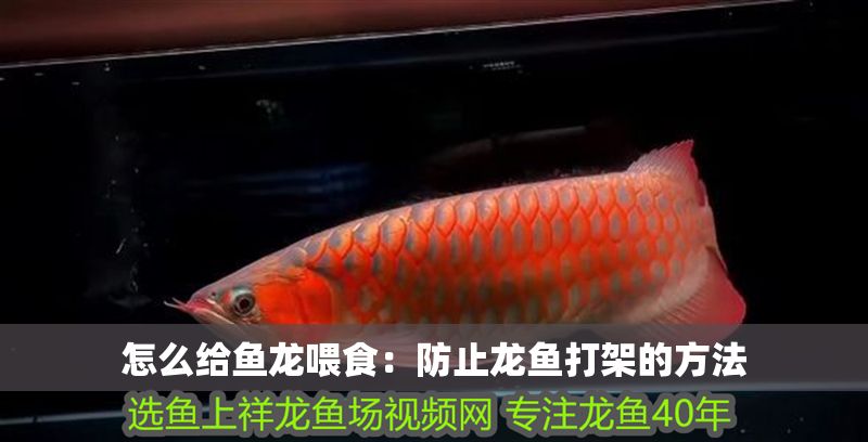 怎么給魚(yú)龍喂食：防止龍魚(yú)打架的方法