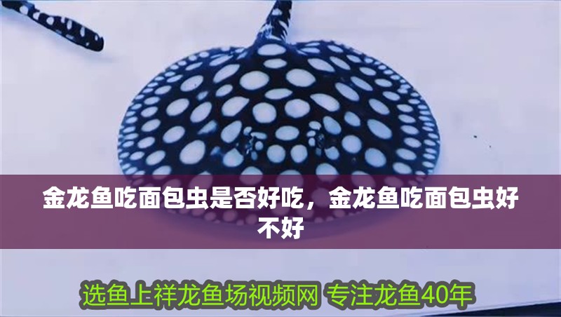 金龍魚吃面包蟲是否好吃，金龍魚吃面包蟲好不好