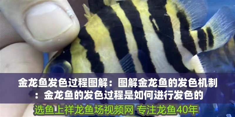 金龍魚發(fā)色過程圖解：圖解金龍魚的發(fā)色機(jī)制：金龍魚的發(fā)色過程是如何進(jìn)行發(fā)色的