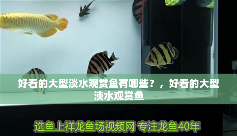 好看的大型淡水觀賞魚有哪些？，好看的大型淡水觀賞魚