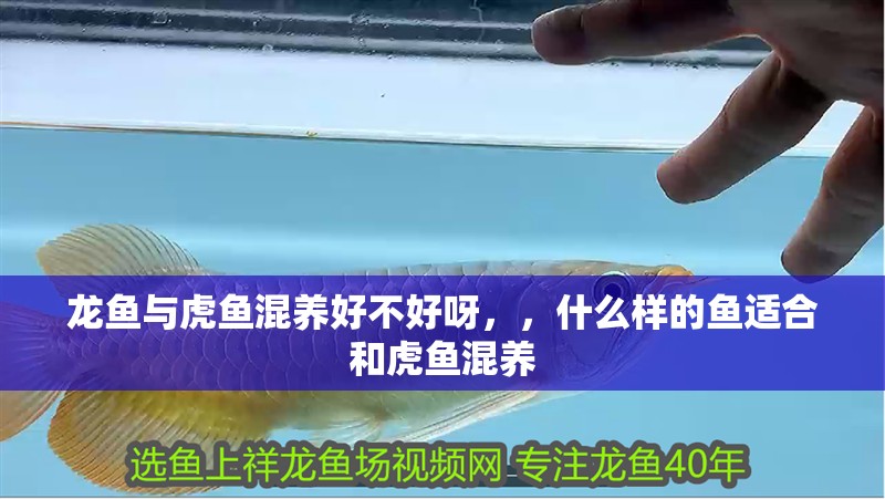 龍魚與虎魚混養好不好呀，，什么樣的魚適合和虎魚混養