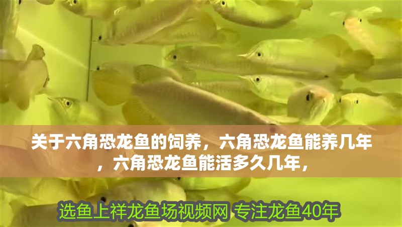 關于六角恐龍魚的飼養，六角恐龍魚能養幾年，六角恐龍魚能活多久幾年，