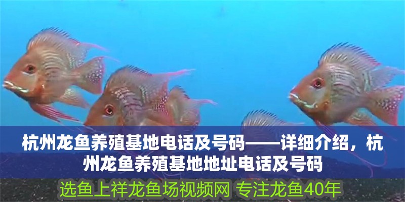 杭州龍魚養(yǎng)殖基地電話及號碼——詳細(xì)介紹，杭州龍魚養(yǎng)殖基地地址電話及號碼