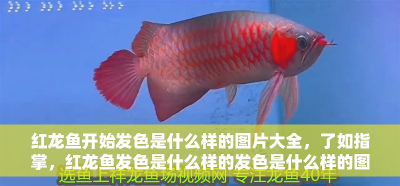 紅龍魚開始發(fā)色是什么樣的圖片大全，了如指掌，紅龍魚發(fā)色是什么樣的發(fā)色是什么樣的圖片大全大圖解