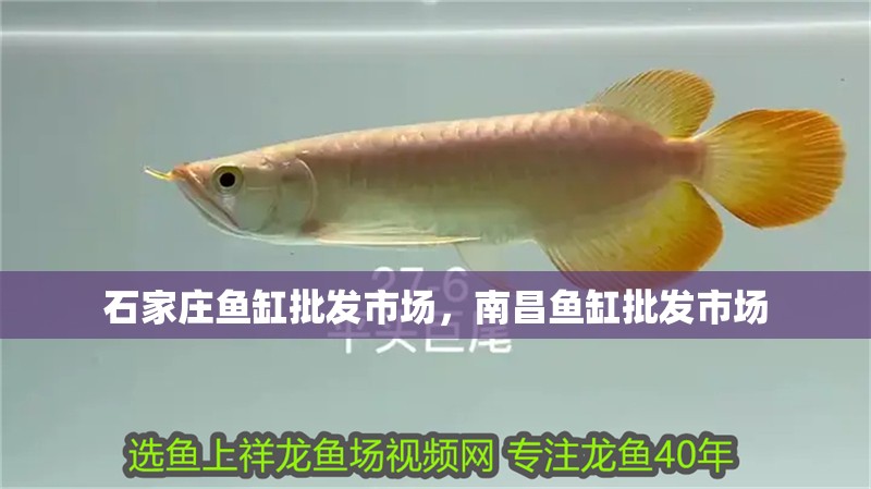 石家莊魚缸批發市場，南昌魚缸批發市場