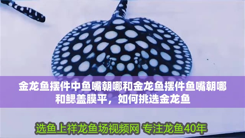 金龍魚擺件中魚嘴朝哪和金龍魚擺件魚嘴朝哪和鰓蓋膜平，如何挑選金龍魚