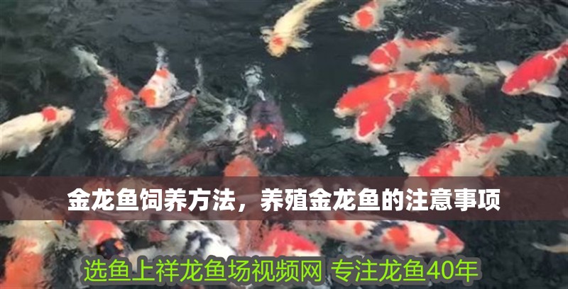 金龍魚飼養方法，養殖金龍魚的注意事項