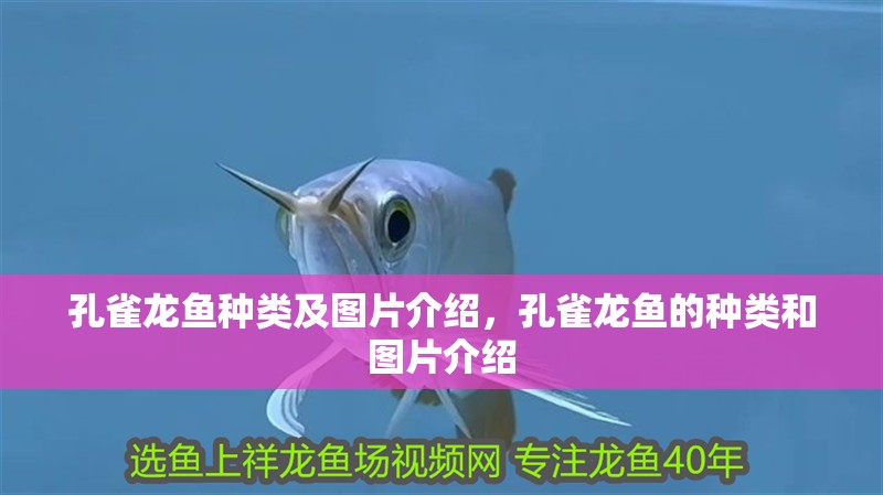 孔雀龍魚種類及圖片介紹，孔雀龍魚的種類和圖片介紹