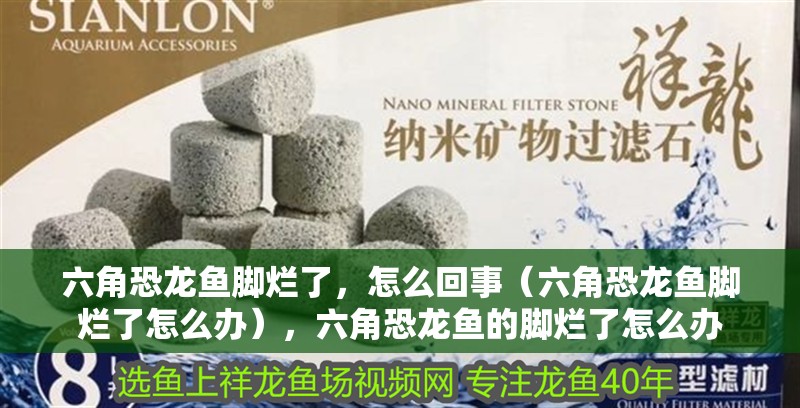 六角恐龍魚腳爛了，怎么回事（六角恐龍魚腳爛了怎么辦），六角恐龍魚的腳爛了怎么辦