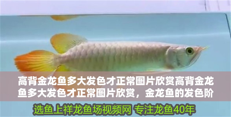 高背金龍魚多大發色才正常圖片欣賞高背金龍魚多大發色才正常圖片欣賞，金龍魚的發色階段