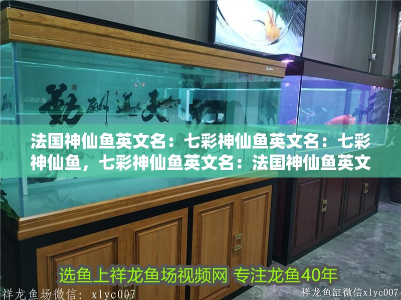 法國神仙魚英文名：七彩神仙魚英文名：七彩神仙魚，七彩神仙魚英文名：法國神仙魚英文名：七彩神仙魚