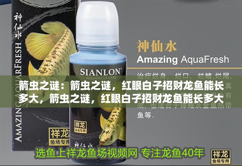 箭蟲之謎：箭蟲之謎，紅眼白子招財(cái)龍魚能長(zhǎng)多大，箭蟲之謎，紅眼白子招財(cái)龍魚能長(zhǎng)多大