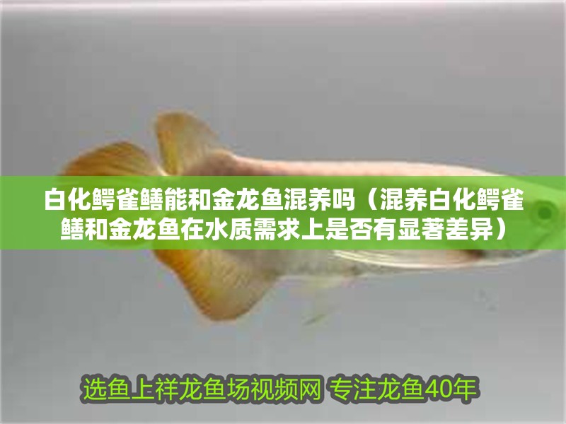 白化鱷雀鱔能和金龍魚混養(yǎng)嗎（混養(yǎng)白化鱷雀鱔和金龍魚在水質(zhì)需求上是否有顯著差異）