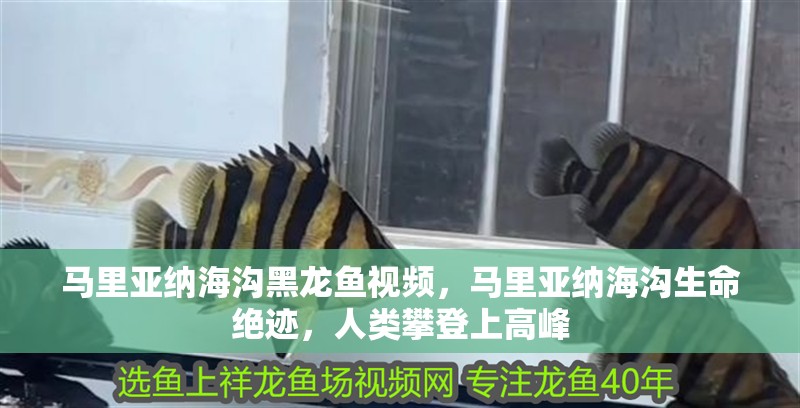 馬里亞納海溝黑龍魚視頻，馬里亞納海溝生命絕跡，人類攀登上高峰