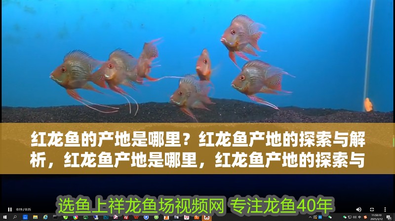 紅龍魚的產(chǎn)地是哪里？紅龍魚產(chǎn)地的探索與解析，紅龍魚產(chǎn)地是哪里，紅龍魚產(chǎn)地的探索與解析