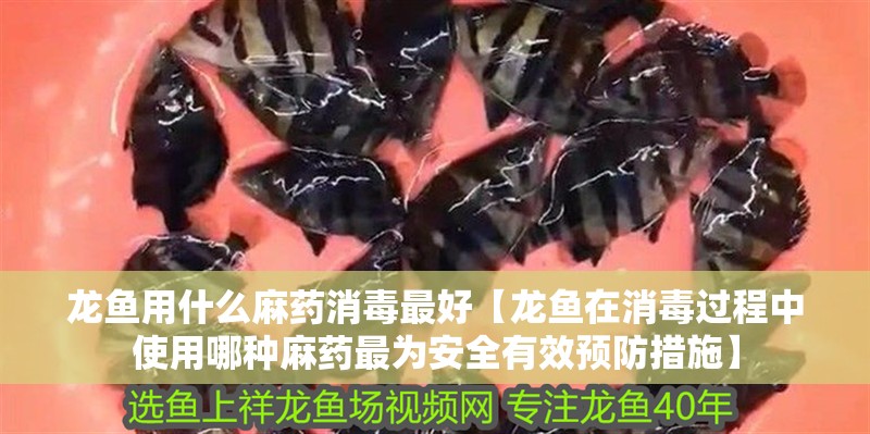 龍魚用什么麻藥消毒最好【龍魚在消毒過程中使用哪種麻藥最為安全有效預(yù)防措施】