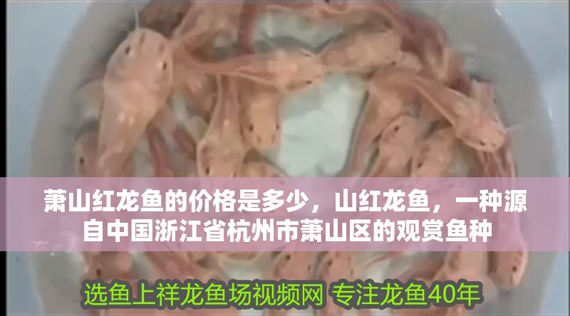 蕭山紅龍魚的價格是多少，山紅龍魚，一種源自中國浙江省杭州市蕭山區的觀賞魚種